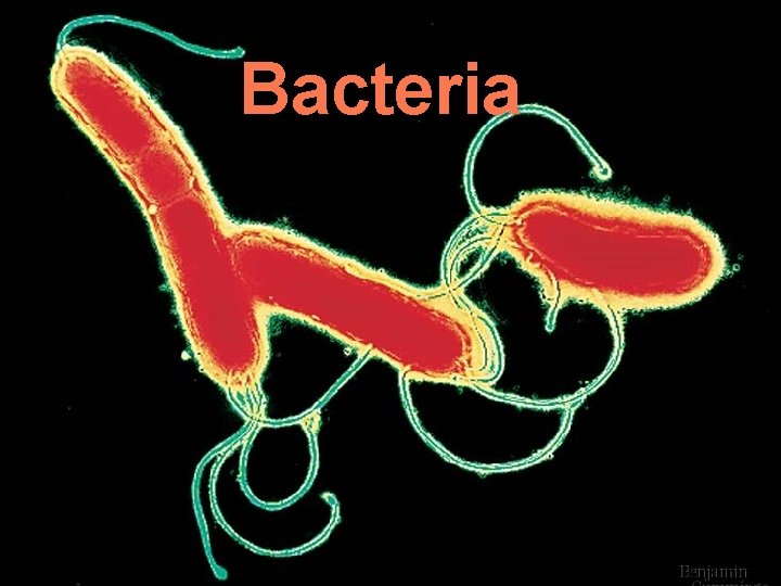 Bacteria 