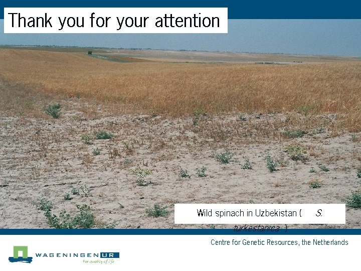 Thank you for your attention Wild spinach in Uzbekistan ( S. turkestanica ) Centre