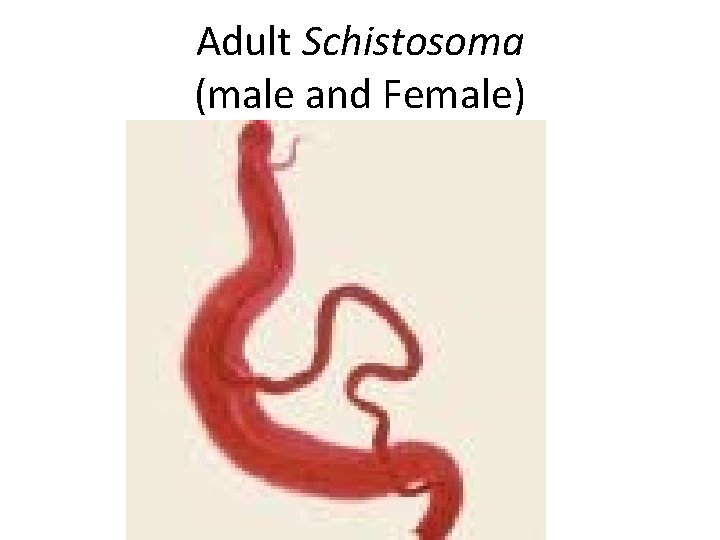 Adult Schistosoma (male and Female) 