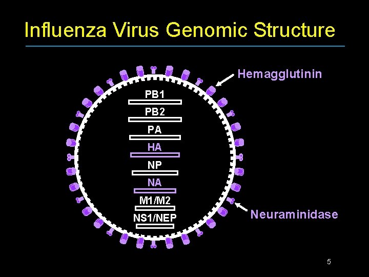 Influenza Virus Genomic Structure Hemagglutinin PB 1 PB 2 PA HA NP NA M