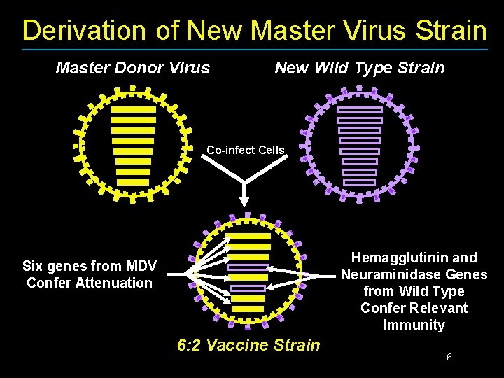 Derivation of New Master Virus Strain Master Donor Virus New Wild Type Strain Co-infect
