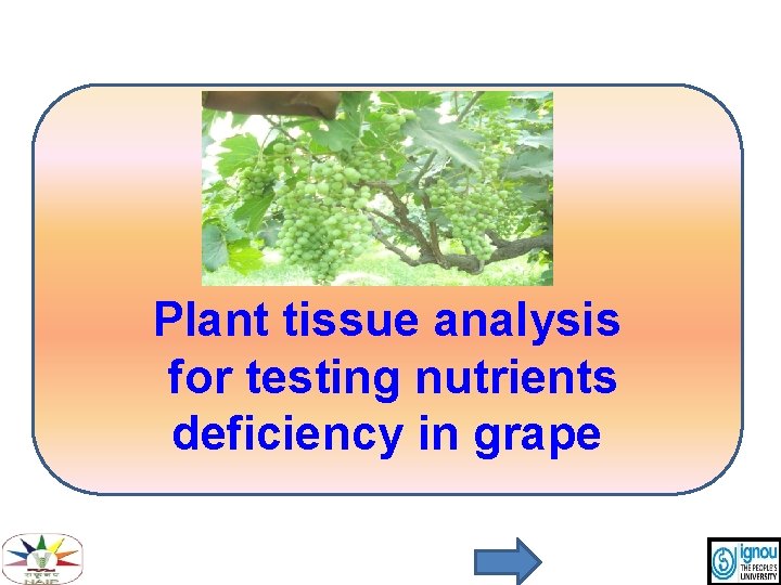 Plant tissue analysis for testing nutrients deficiency in grape Plant tissue analysis for testing nutrients deficiency in grape