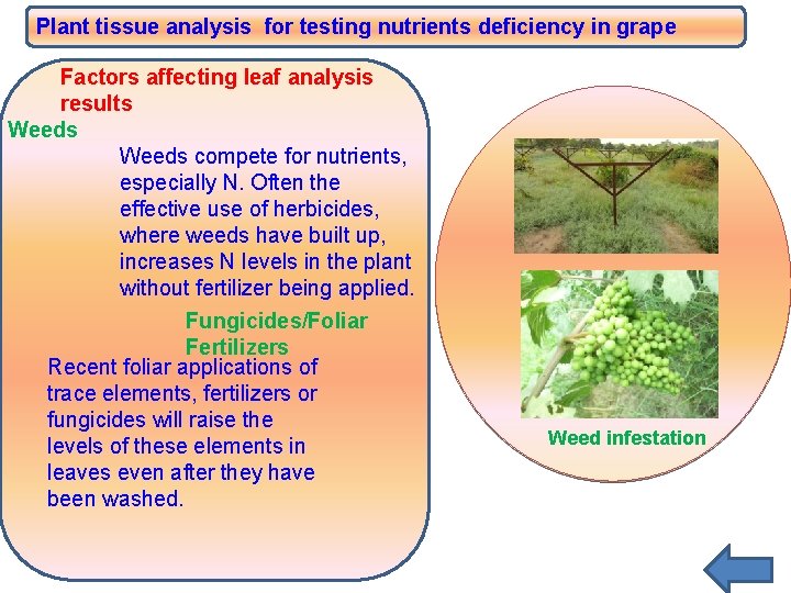 Plant tissue analysis for testing nutrients deficiency in grape Factors affecting leaf analysis results Plant tissue analysis for testing nutrients deficiency in grape Factors affecting leaf analysis results