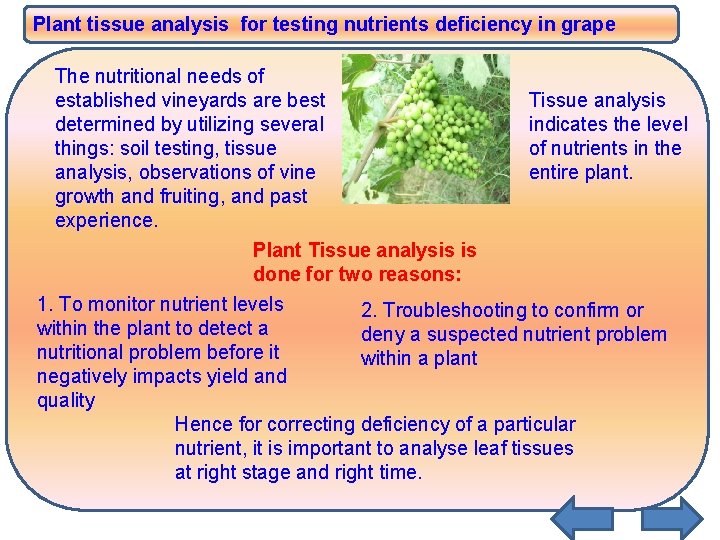 Plant tissue analysis for testing nutrients deficiency in grape The nutritional needs of established Plant tissue analysis for testing nutrients deficiency in grape The nutritional needs of established