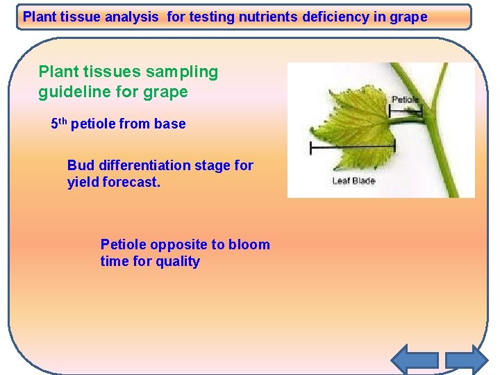 Plant tissue analysis for testing nutrients deficiency in grape Plant tissues sampling guideline for Plant tissue analysis for testing nutrients deficiency in grape Plant tissues sampling guideline for