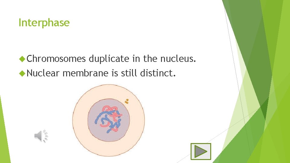 Nucleus In Interphase Mitosis Tiffany Bell 020515 Table of Contents What
