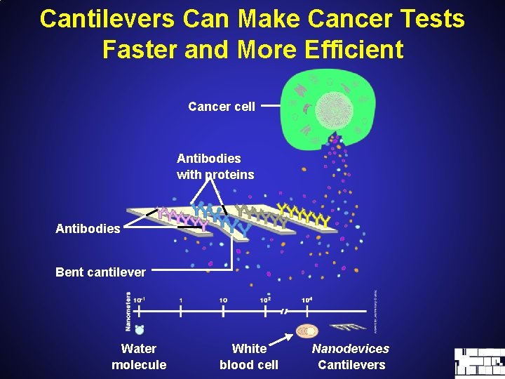 Cantilevers Can Make Cancer Tests Faster and More Efficient Cancer cell Antibodies with proteins