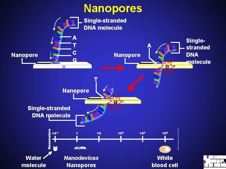 Nanopores Single-stranded DNA molecule A T C G Nanopore Singlestranded DNA molecule A Nanopore