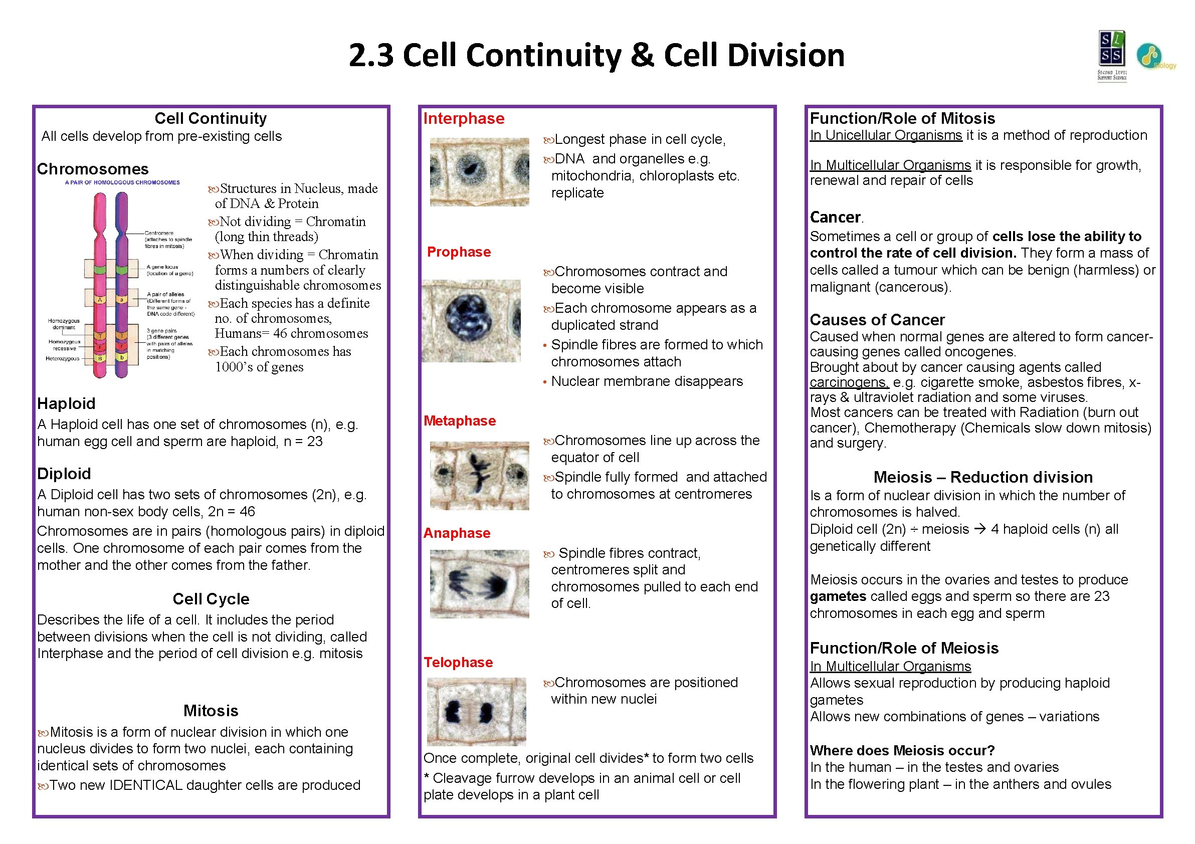 2. 3 Cell Continuity & Cell Division Cell Continuity Function/Role of Mitosis Interphase All
