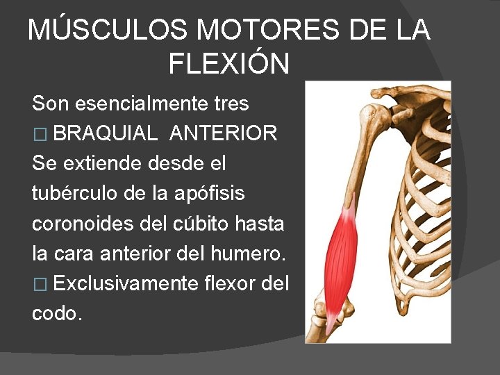 MÚSCULOS MOTORES DE LA FLEXIÓN Son esencialmente tres � BRAQUIAL ANTERIOR Se extiende desde