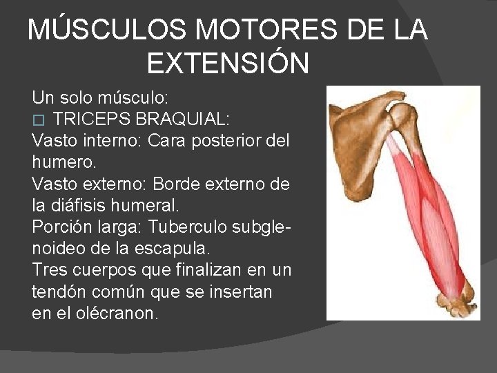 MÚSCULOS MOTORES DE LA EXTENSIÓN Un solo músculo: � TRICEPS BRAQUIAL: Vasto interno: Cara