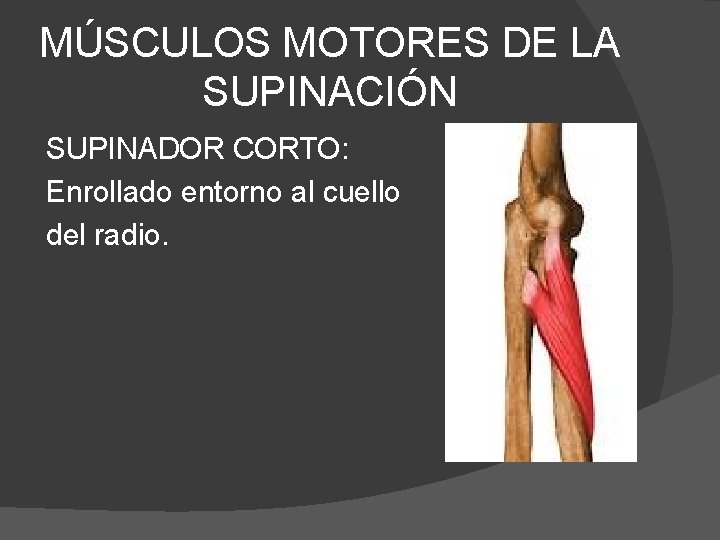 MÚSCULOS MOTORES DE LA SUPINACIÓN SUPINADOR CORTO: Enrollado entorno al cuello del radio. 