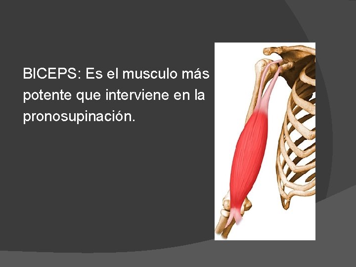 BICEPS: Es el musculo más potente que interviene en la pronosupinación. 