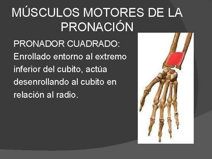 MÚSCULOS MOTORES DE LA PRONACIÓN PRONADOR CUADRADO: Enrollado entorno al extremo inferior del cubito,