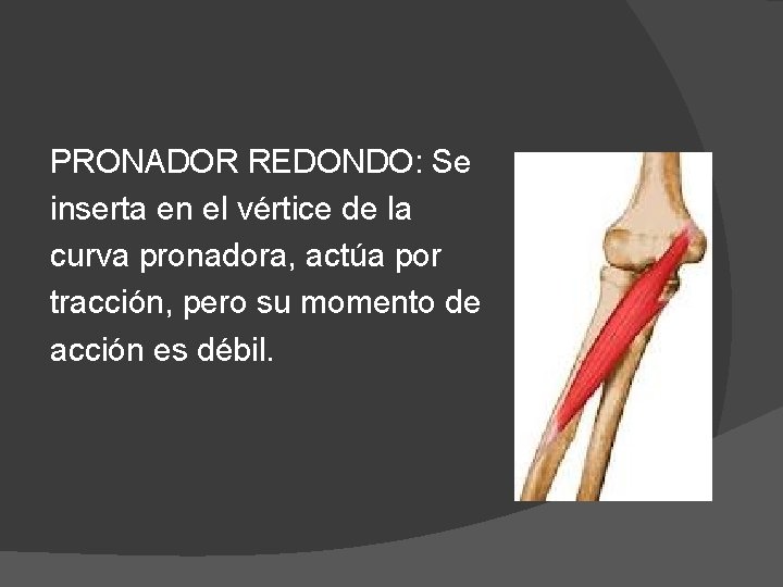 PRONADOR REDONDO: Se inserta en el vértice de la curva pronadora, actúa por tracción,