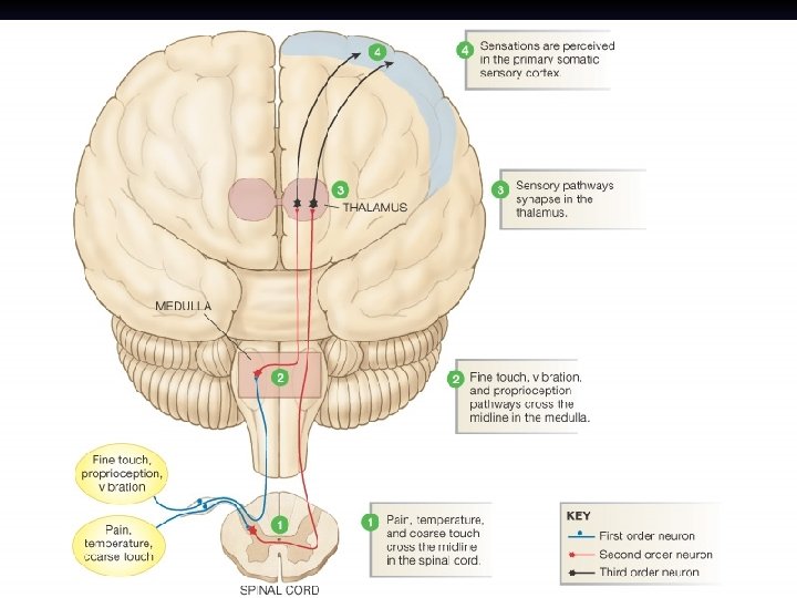 Figure 10 -9: Sensory pathways cross the body’s midline 