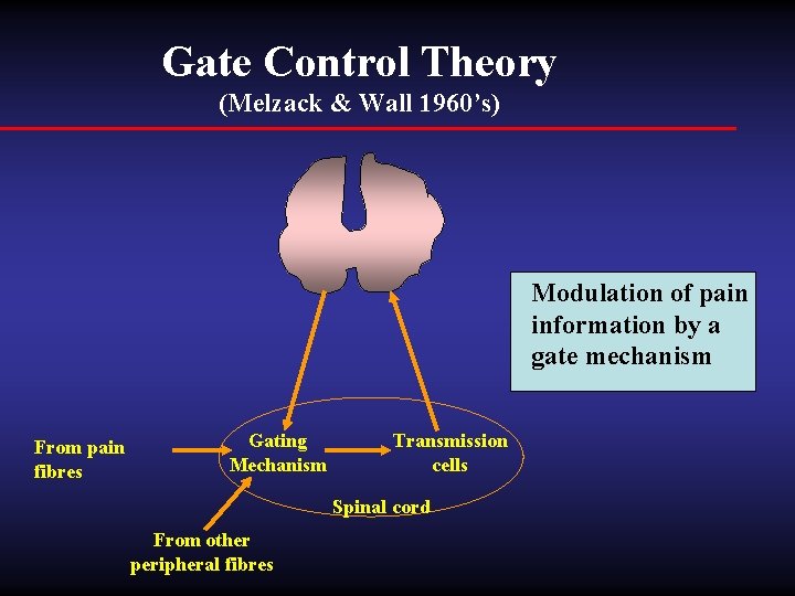 Gate Control Theory (Melzack & Wall 1960’s) Modulation of pain information by a gate