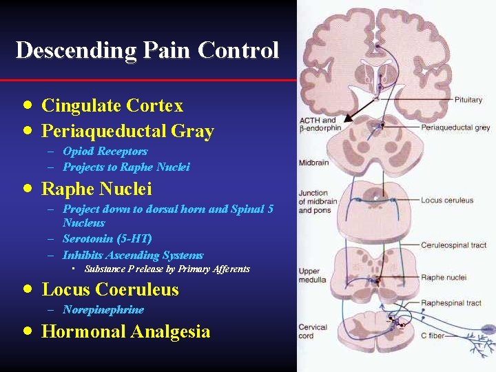 Descending Pain Control · Cingulate Cortex · Periaqueductal Gray – Opiod Receptors – Projects