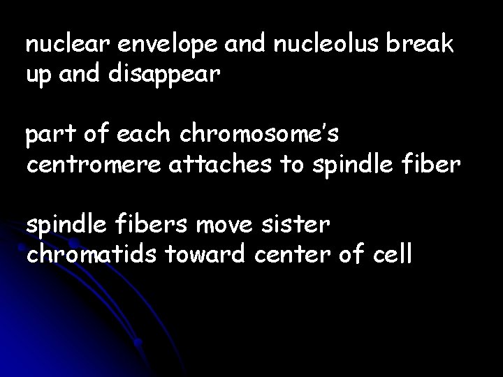 nuclear envelope and nucleolus break up and disappear part of each chromosome’s centromere attaches