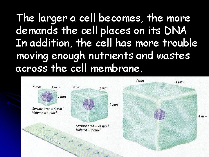 The larger a cell becomes, the more demands the cell places on its DNA.