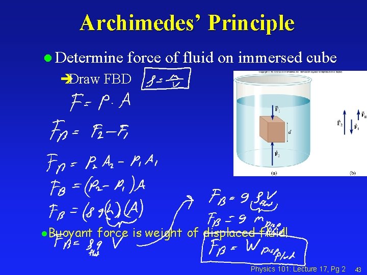 Archimedes’ Principle l Determine force of fluid on immersed cube èDraw FBD l. Buoyant
