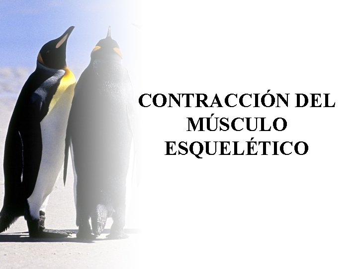 CONTRACCIÓN DEL MÚSCULO ESQUELÉTICO 