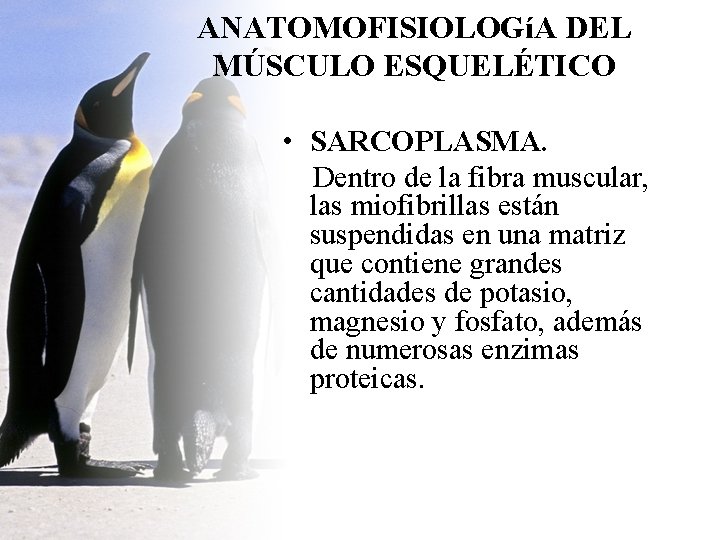 ANATOMOFISIOLOGíA DEL MÚSCULO ESQUELÉTICO • SARCOPLASMA. Dentro de la fibra muscular, las miofibrillas están ANATOMOFISIOLOGíA DEL MÚSCULO ESQUELÉTICO • SARCOPLASMA. Dentro de la fibra muscular, las miofibrillas están