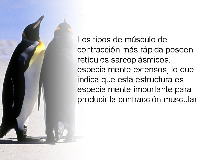 Los tipos de músculo de contracción más rápida poseen retículos sarcoplásmicos. especialmente extensos, lo