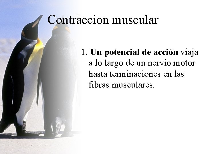 Contraccion muscular 1 1. Un potencial de acción viaja a lo largo de un