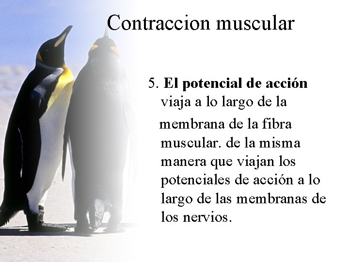 Contraccion muscular 5. El potencial de acción viaja a lo largo de la membrana