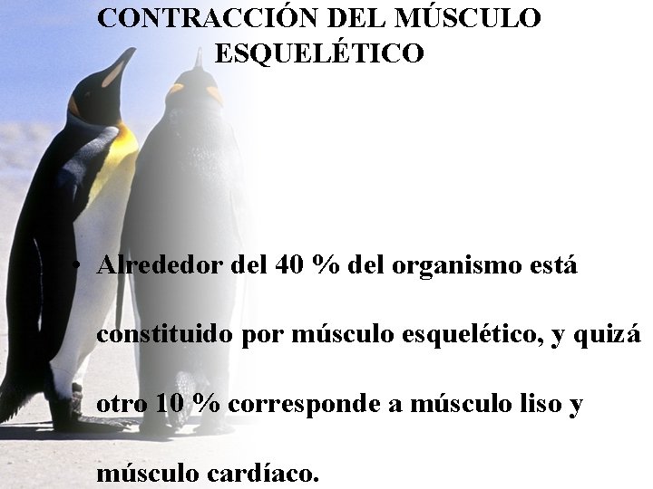 CONTRACCIÓN DEL MÚSCULO ESQUELÉTICO • Alrededor del 40 % del organismo está constituido por