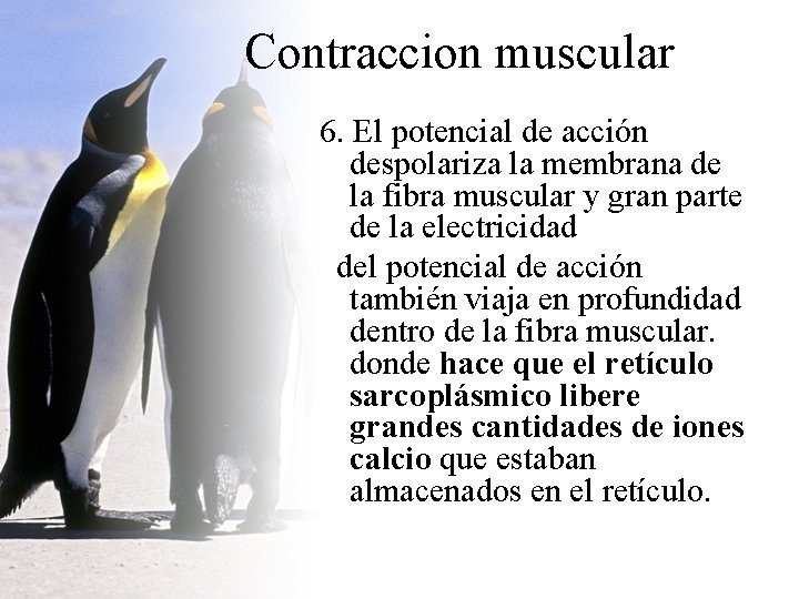 Contraccion muscular 6. El potencial de acción despolariza la membrana de la fibra muscular