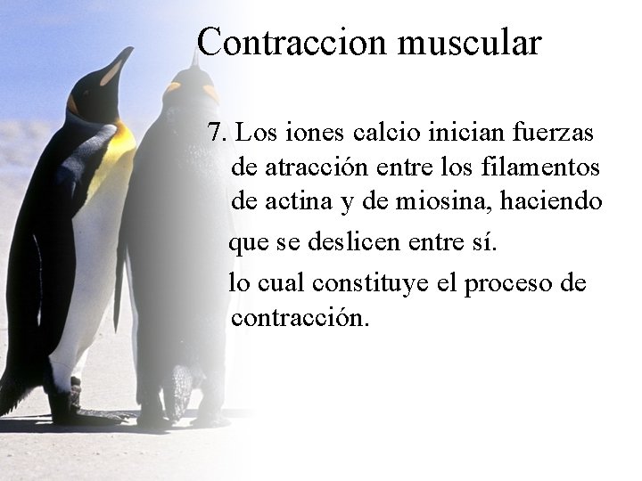 Contraccion muscular 7. Los iones calcio inician fuerzas de atracción entre los filamentos de Contraccion muscular 7. Los iones calcio inician fuerzas de atracción entre los filamentos de