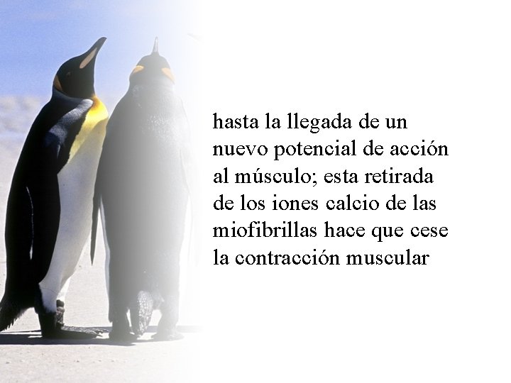 hasta la llegada de un nuevo potencial de acción al músculo; esta retirada de hasta la llegada de un nuevo potencial de acción al músculo; esta retirada de