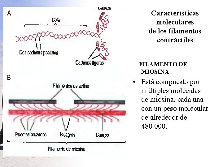 Características moleculares de los filamentos contráctiles FILAMENTO DE MIOSINA • Está compuesto por múltiples