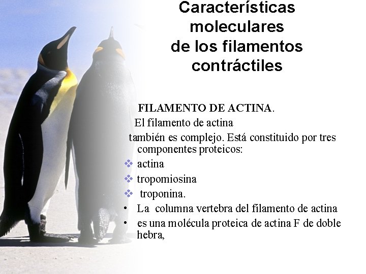 Características moleculares de los filamentos contráctiles FILAMENTO DE ACTINA. El filamento de actina también