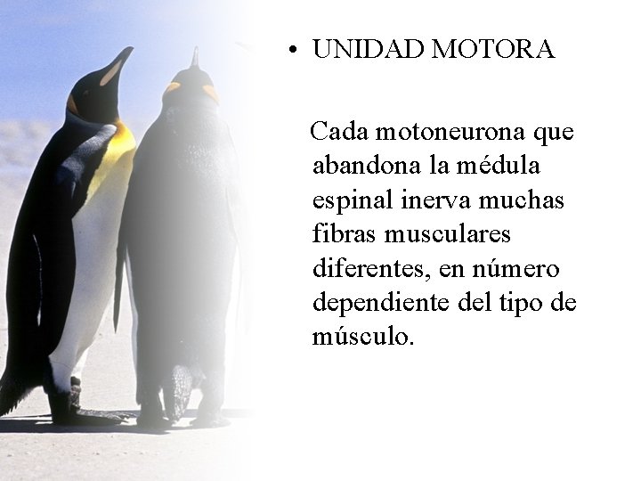  • UNIDAD MOTORA Cada motoneurona que abandona la médula espinal inerva muchas fibras