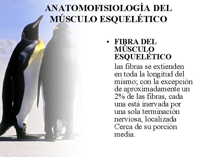 ANATOMOFISIOLOGÍA DEL MÚSCULO ESQUELÉTICO • FIBRA DEL MÚSCULO ESQUELÉTICO las fibras se extienden en