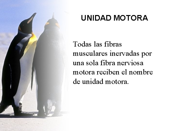 UNIDAD MOTORA Todas las fibras musculares inervadas por una sola fibra nerviosa motora reciben UNIDAD MOTORA Todas las fibras musculares inervadas por una sola fibra nerviosa motora reciben