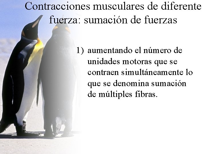 Contracciones musculares de diferente fuerza: sumación de fuerzas 1) aumentando el número de unidades Contracciones musculares de diferente fuerza: sumación de fuerzas 1) aumentando el número de unidades
