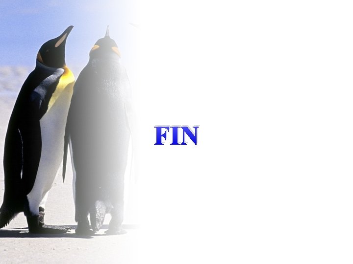 FIN 