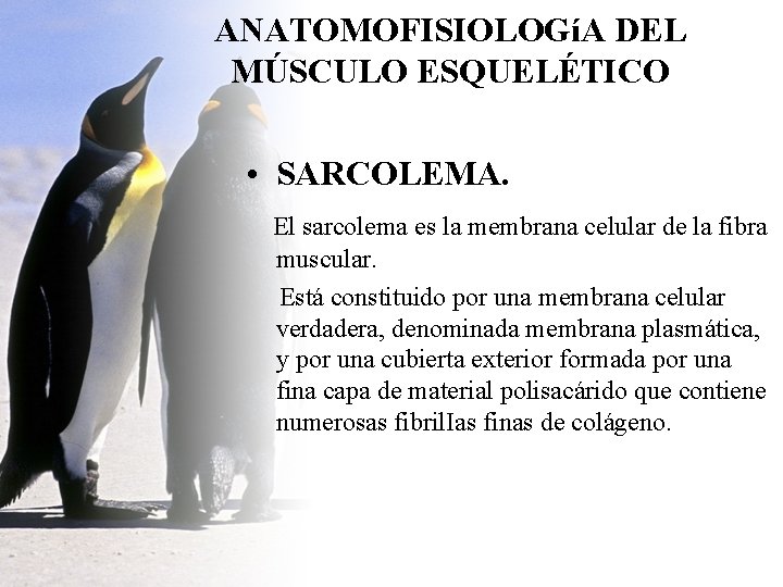 ANATOMOFISIOLOGíA DEL MÚSCULO ESQUELÉTICO • SARCOLEMA. El sarcolema es la membrana celular de la