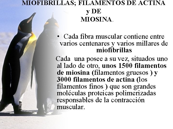 MIOFIBRILLAS; FILAMENTOS DE ACTINA y DE MIOSINA. • Cada fibra muscular contiene entre varios