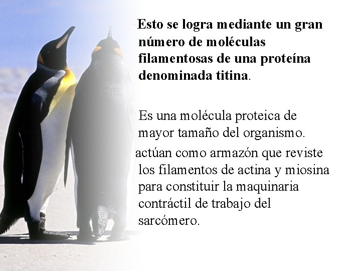 Esto se logra mediante un gran número de moléculas filamentosas de una proteína denominada Esto se logra mediante un gran número de moléculas filamentosas de una proteína denominada