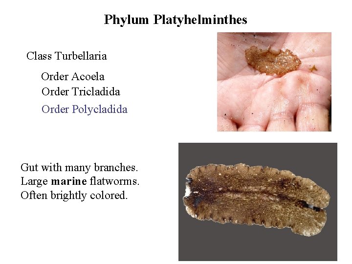 Acoela platyhelminthes, WikiZero - Regnul Animalia