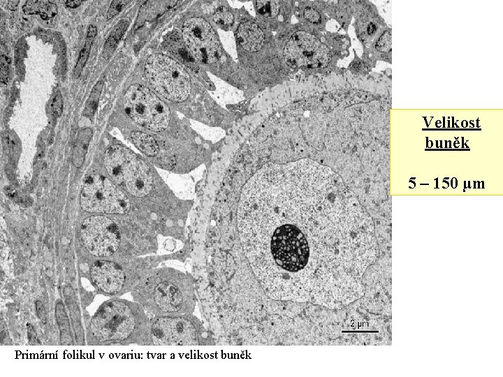 Velikost buněk 5 – 150 µm Primární folikul v ovariu: tvar a velikost buněk