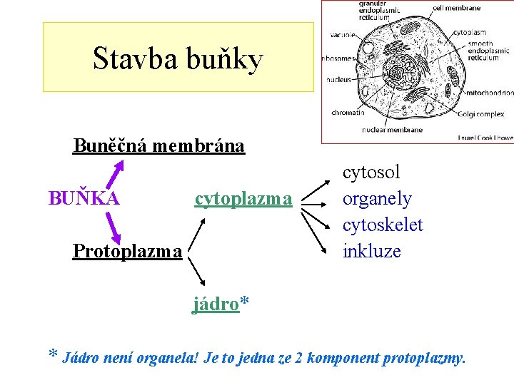 Stavba buňky Buněčná membrána BUŇKA cytoplazma Protoplazma cytosol organely cytoskelet inkluze jádro* * Jádro