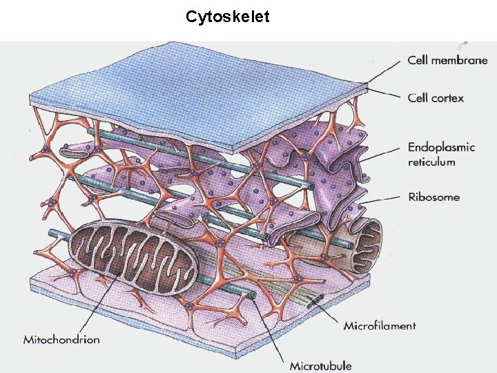 Cytoskelet 