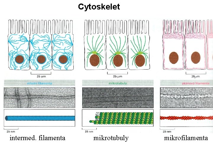 Cytoskelet intermed. filamenta mikrotubuly mikrofilamenta 