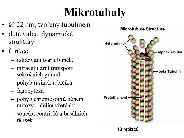 Mikrotubuly • 22 nm, tvořeny tubulinem • duté válce, dynamické struktury • funkce: –